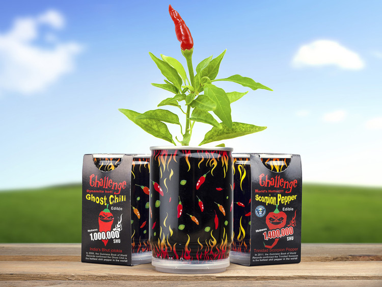 Billedet viser Chilimania, et produkt der gør det nemt at dyrke sine egne chiliplanter lige fra de er chilifrø til de blive store chilifrugter. Du kan frit vælge imellem tre af verdens stærkeste chili.
