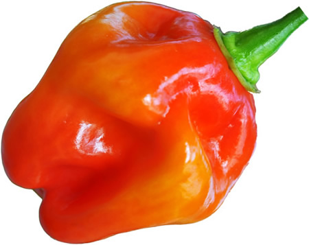 Billedet viser en Red Savina chili-frugt. 