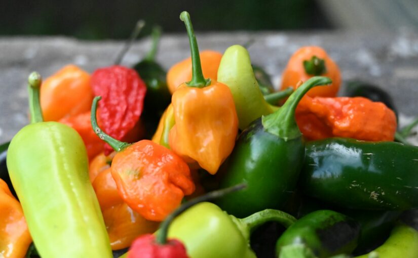 Carolina Reaper, den stærke chilipeber med fangarme