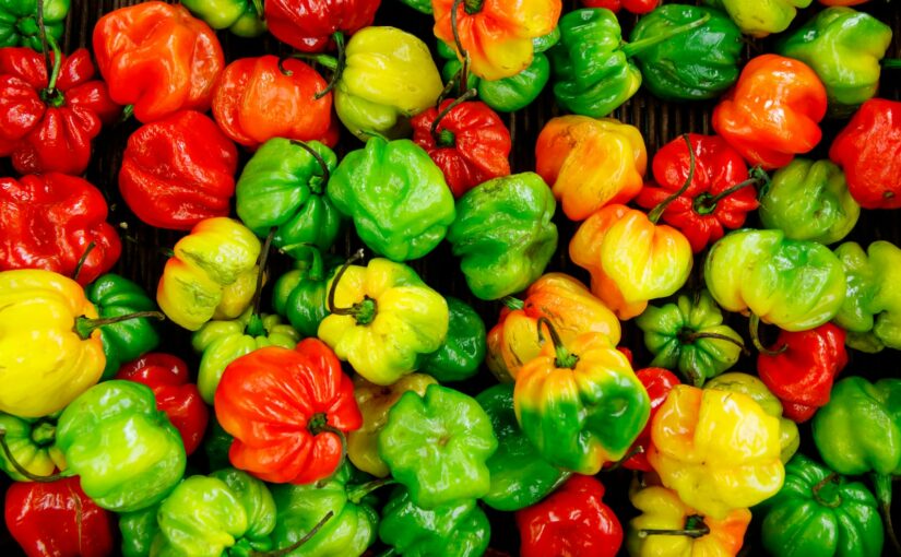 Habanero – En af de hotteste chilipeber på Scoville-skalaen