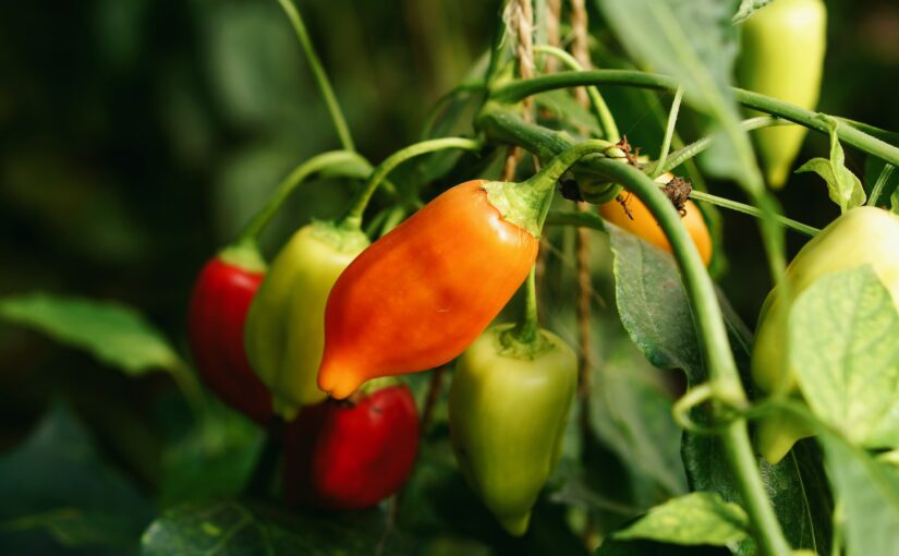 Spicy Gaveæske fra Chili Klaus – en gave til chiliheads og madselskere med mod på varme retter